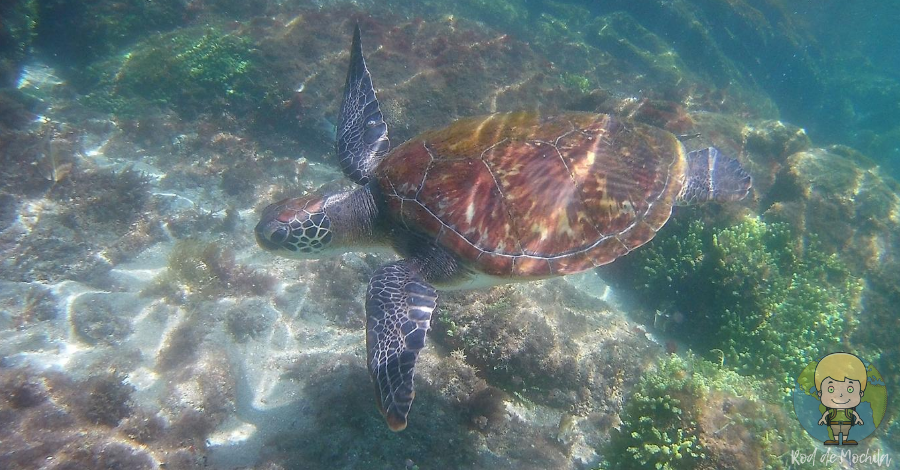 Snorkel com tartaruga na Lagoa Azul. Segundo dia da volta na Ilha Grande.