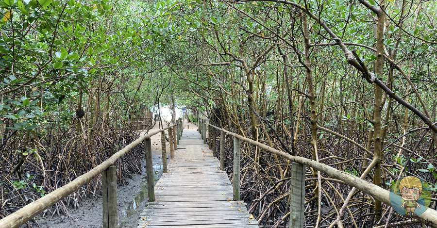 Ponte por sobre o mangue no acesso à praia de Trancoso, Bahia.